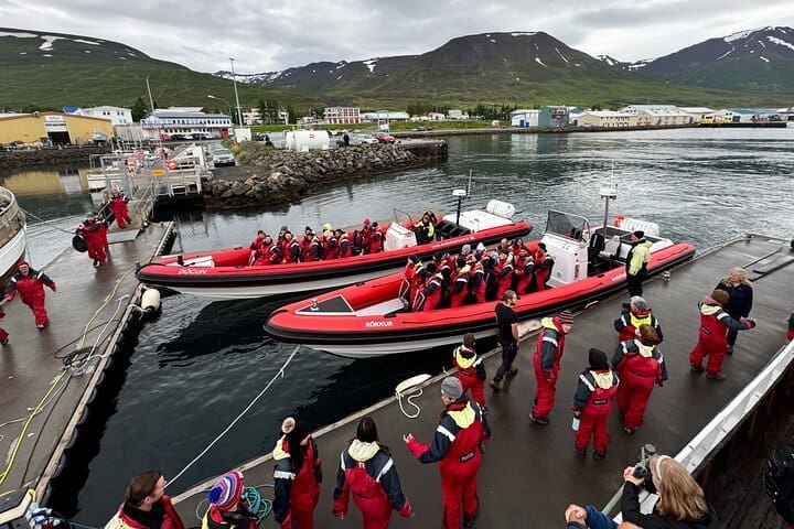 Avistamiento exprés de ballenas en Dalvik