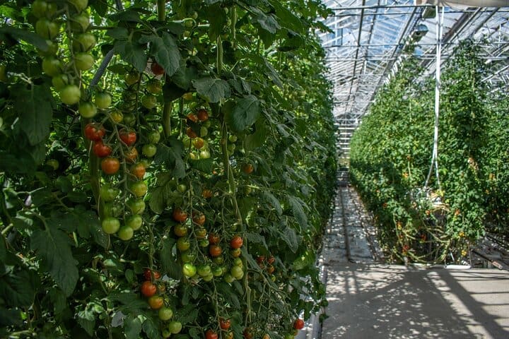 Tour Privado Del Círculo Dorado Con Visitas A Granjas En Islandia