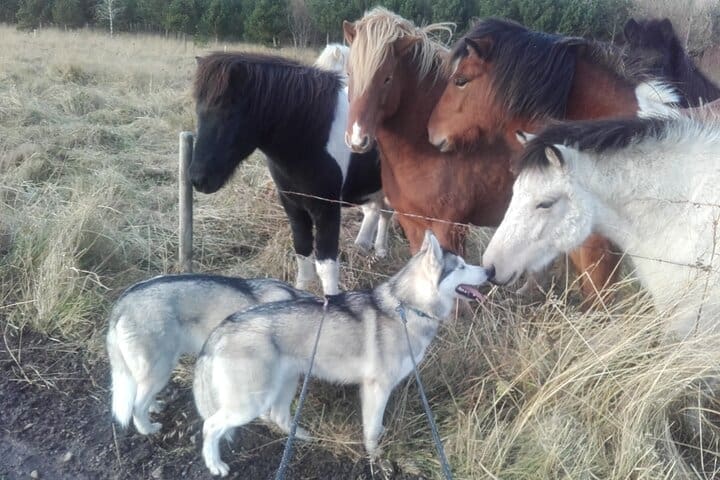 Senderismo con Husky en Akureyri