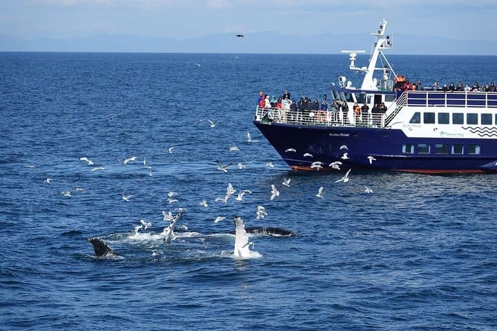 Excursión de avistamiento de ballenas en la rosa ártica de la bahía de Reikiavik
