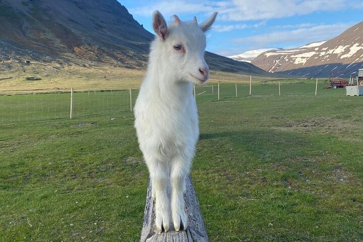Experimente Dynjandi y Dýrafjordur