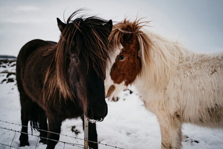 Islandia : Paseo a caballo de arena negra Reynisfjara