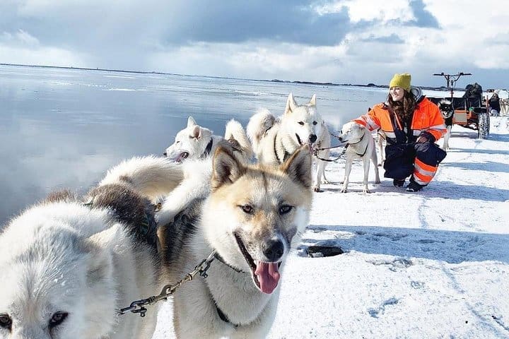 Tour en trineo Husky para grupos pequeños con opción de recogida en Reikiavik