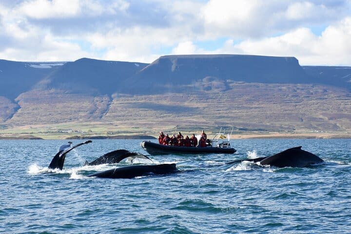 RIB boat express: Ballenas, Eyjafjord y Akureyri