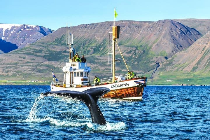 Avistamiento de ballenas a bordo de un barco tradicional de roble desde Árskógssandur
