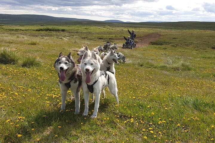 Experiencia de trineo tirado por perros y mushing por un husky siberiano en Islandia