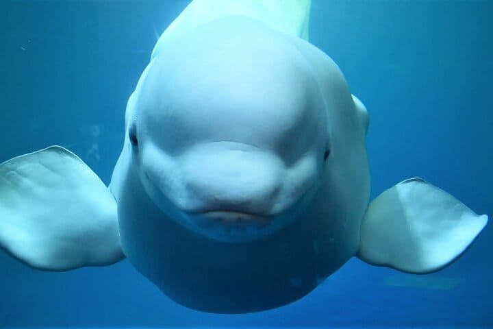 Islas Westman privadas con frailecillos y Belugas (Almuerzo incluido)