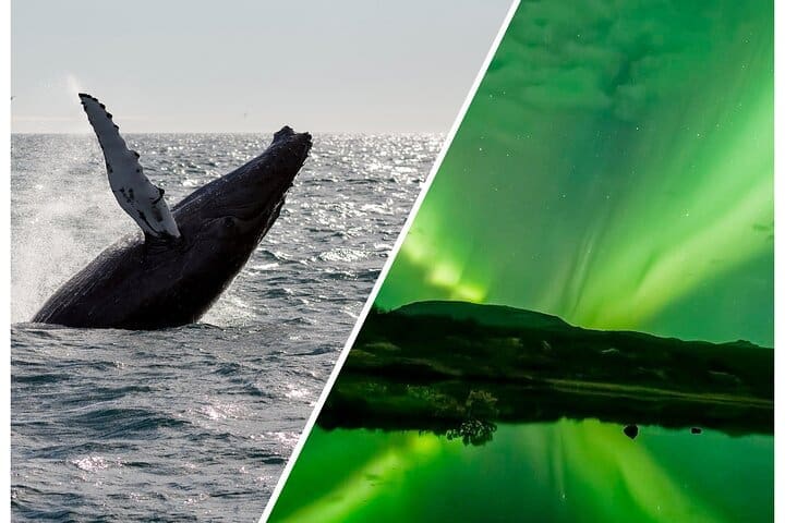 Tour combinado de medio día de observación de ballenas y auroras boreales
