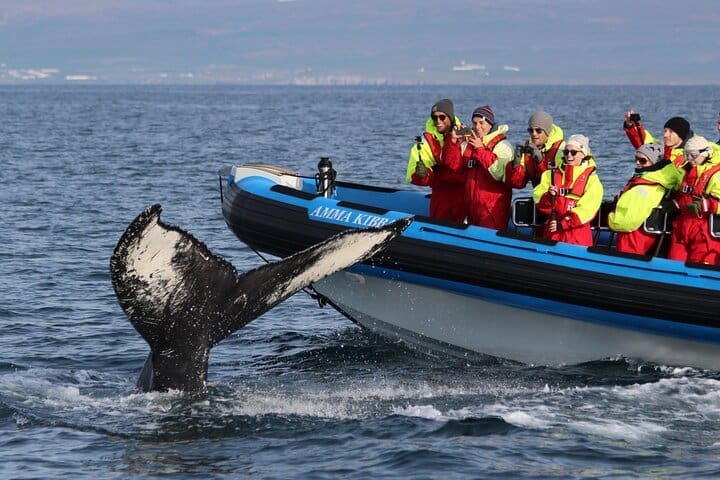 Tour en lancha rápida con safari y frailecillos de ballena grande desde Húsavík
