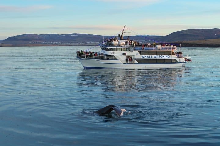Excursión por la costa de Reikiavik: crucero de avistamiento de ballenas