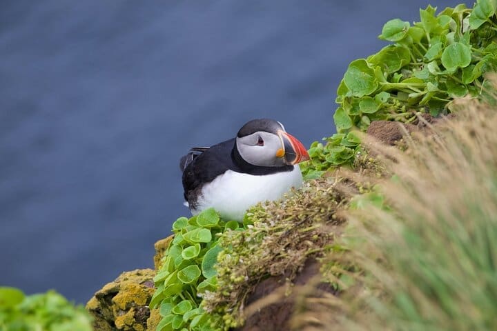 Tour en vehículo todoterreno con vistas volcánicas y paraíso de los frailecillos