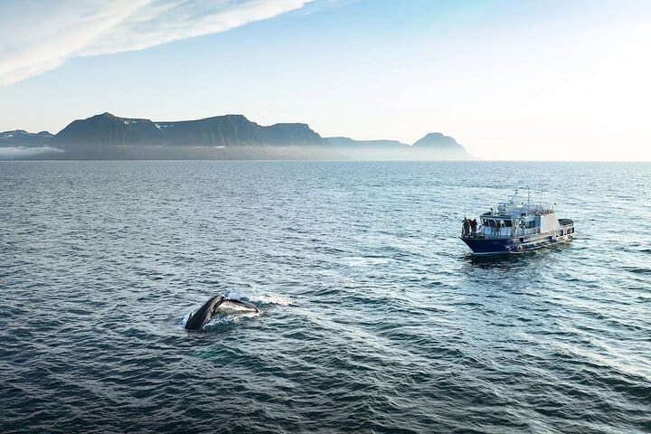 Westfjords Observación de ballenas