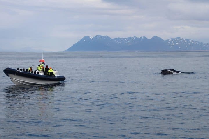 Tour de avistamiento de ballenas en bote RIB de 2 horas desde Reikiavik