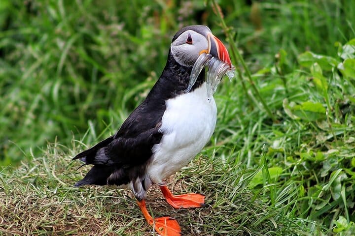 Encuentro privado de frailecillos desde el puerto de Seydisfjordur