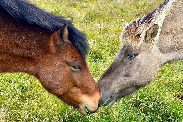 Visita a la granja y estancia acogedora con maravillas del círculo de oro y plata