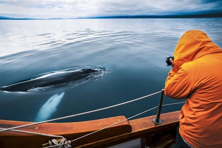Excursión de avistamiento de ballenas original sin emisiones de carbono desde Húsavík