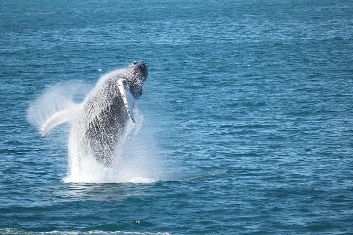 Expedición matinal Whale Wonders desde Reikiavik
