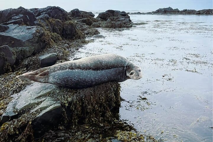 Excursión privada de un día a Isafjordur y Westfjords