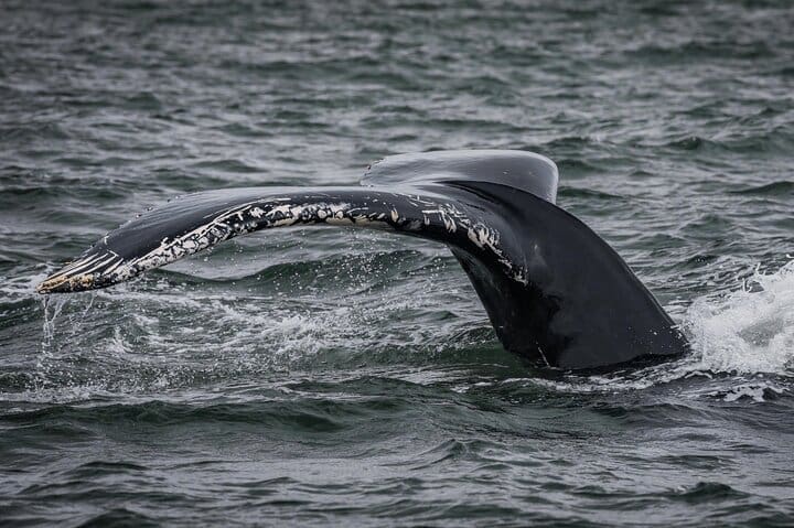 Tour de equitación y avistamiento de ballenas desde Reykjavik