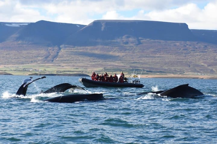 Avistamiento de ballenas en barco semirrígido Akureyri Express