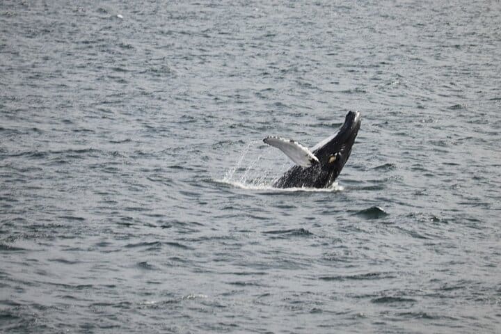 2 horas de avistamiento de ballenas Aventura Express