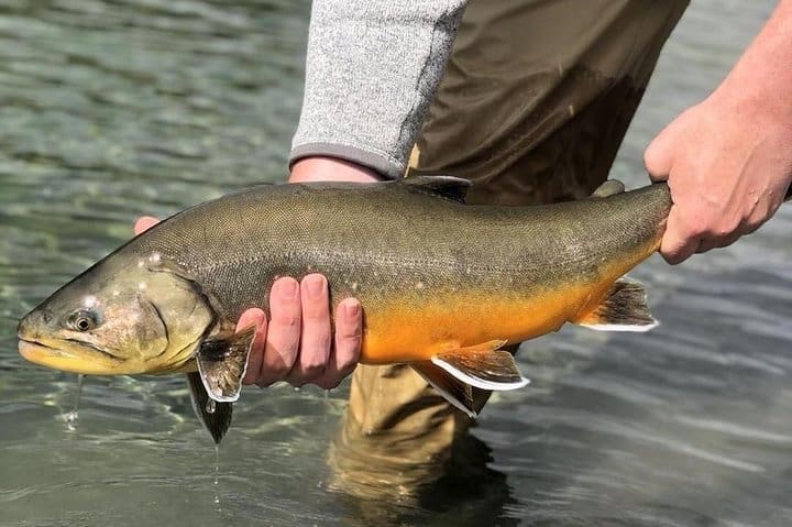 Tour privado de pesca por el lago y el río desde Reykjavik