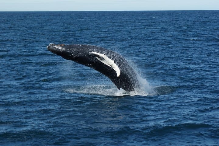 Combo de exhibición de avistamiento de ballenas de lujo y ballenas de Islandia desde Reikiavik
