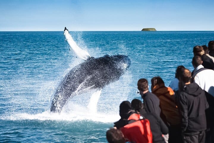 Tour tradicional de observación de ballenas en barco de roble desde Husavik