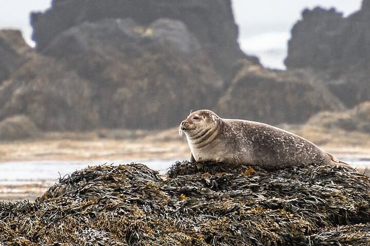 Excursión de día completo a la península de Snaefellsnes desde Reikiavik