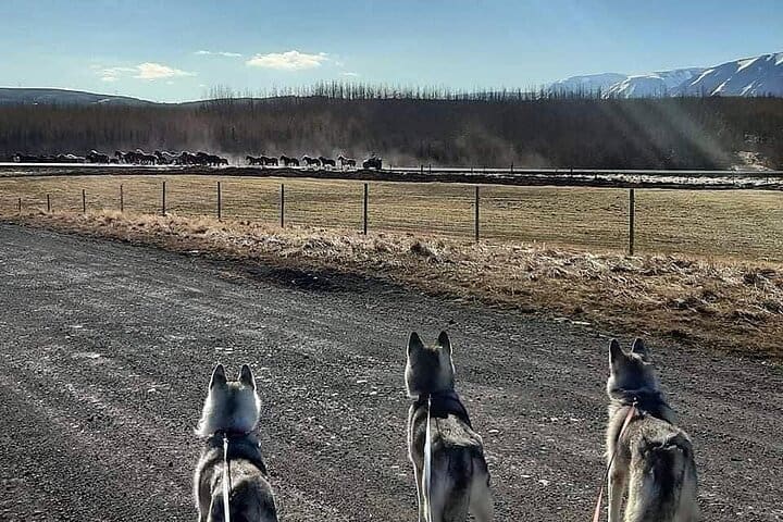 Senderismo con Husky en Akureyri (privado)