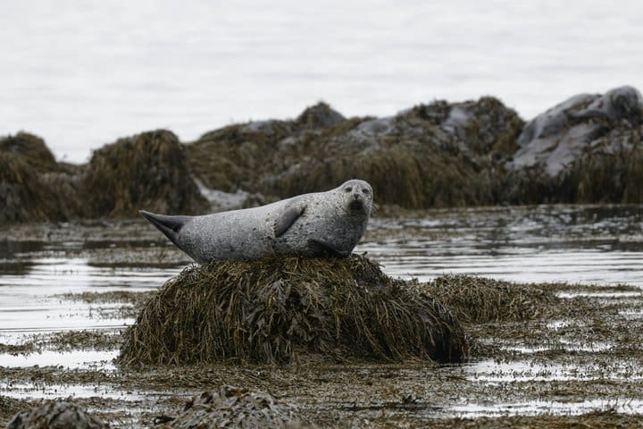 Tour de observación de focas y fiordos panorámicos desde el puerto de Isafjordur