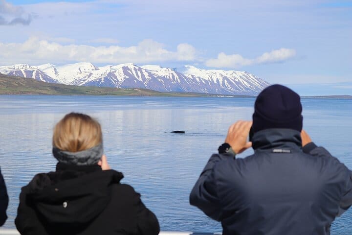 Tour de avistamiento de ballenas desde el centro de la ciudad de Akureyri