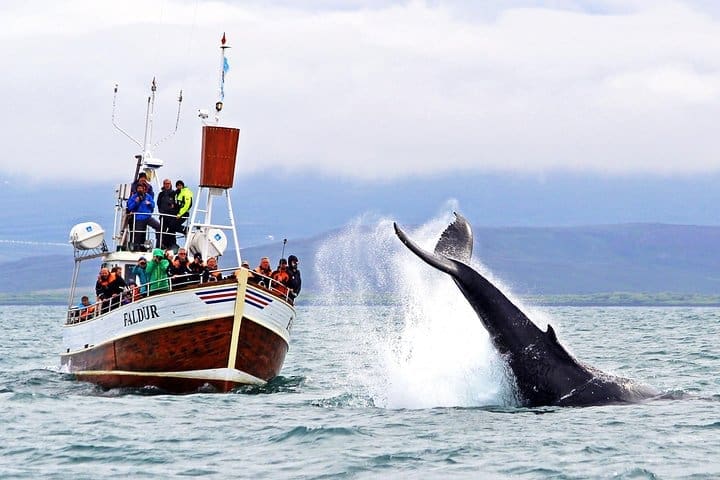 Avistamiento de ballenas tradicionales de Húsavík por la compañía familiar local