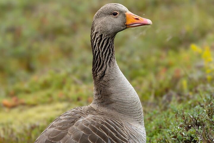 Excursión privada de un día al Círculo Dorado en Islandia – 8 + Puntos destacados
