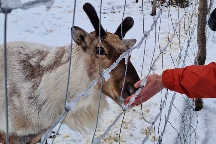 Caminata por el Cañón de Stuðlagil y el Parque de los Renos – Excursión en tierra