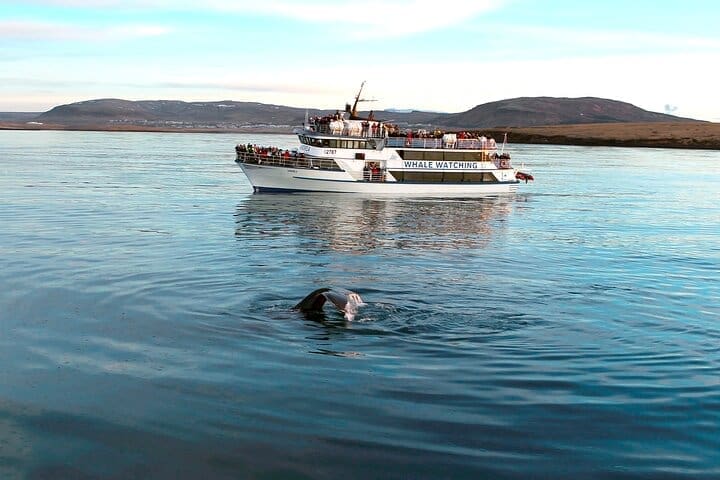Tour en barco con guía experto de Reikiavik