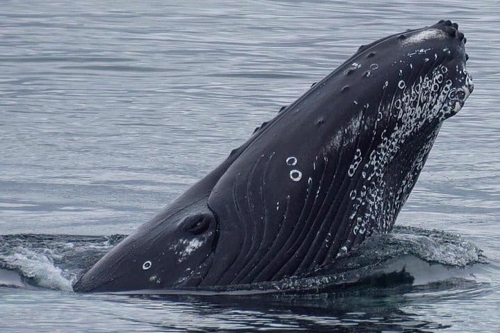 Ballenas de Islandia de tierra y mar