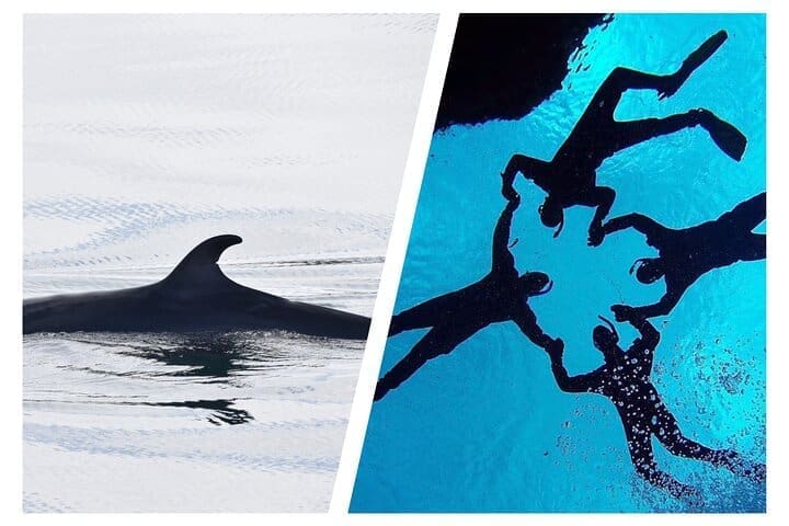 Mejor Valorados Snorkeling en Silfra & Whale Watching | Autoconducción desde Reykjavik