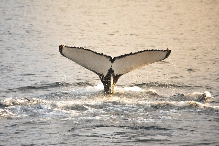 Avistamiento de ballenas desde Akureyri Tour en barco en grupo pequeño Hjalteyri