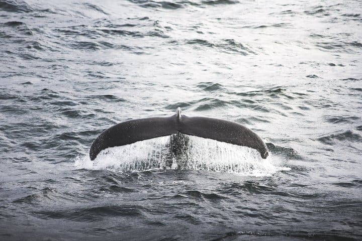 Avistamiento de ballenas desde Akureyri con traslado de ida y vuelta