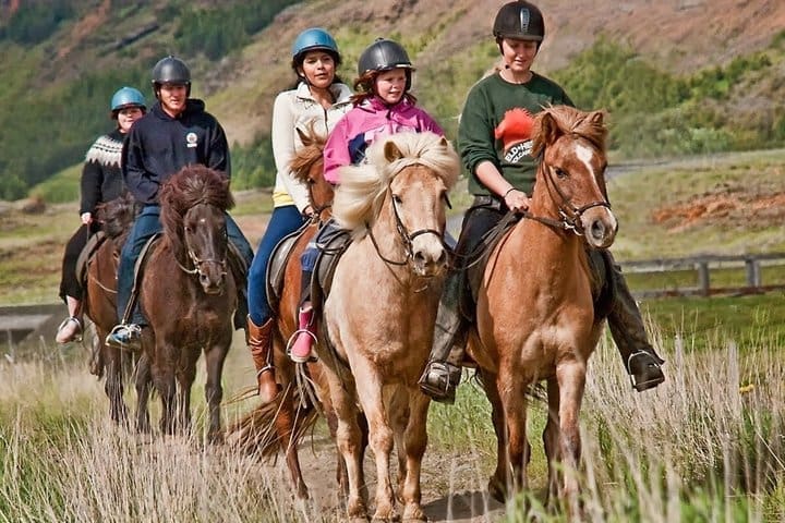 Tour de una hora a caballo por la campiña islandesa