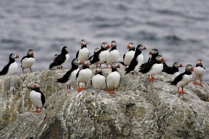 Excursión a la isla de Vigur con traslado en barco de regreso desde Ísafjörður