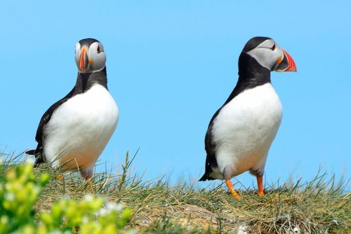 Puffin Express 1 – Encuentro cercano de una hora desde Reikiavik