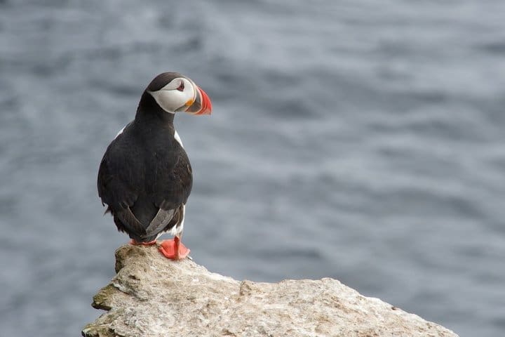 Avistamiento de ballenas y frailecillos Hauganes de Akureyri con traslado
