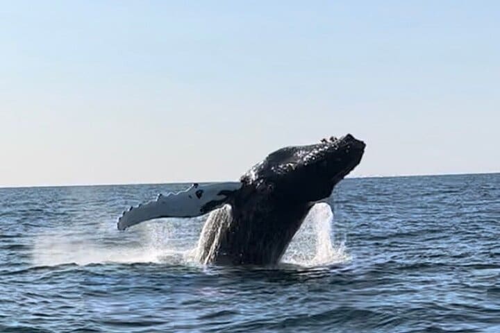Avistamiento de ballenas: aventura en barco RIB en Kopavogur, Islandia