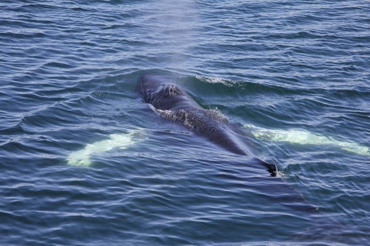 Aventura de avistamiento de ballenas en Akureyri