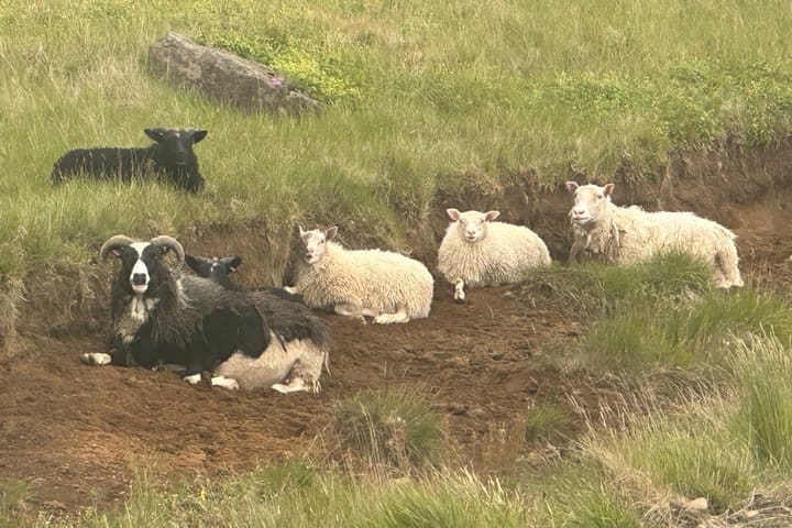Excursión privada de una sola vez a Islandia